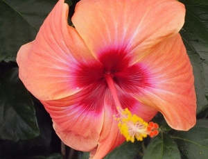 Hibiscus 'Augie Miller'
