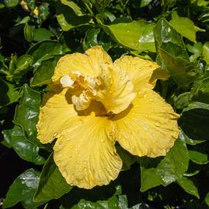 Hibiscus 'Macdelveons Yellow'