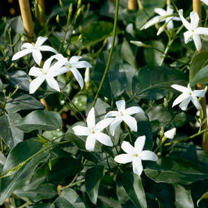 Lemon Scented Azores Jasmine | Jasminum azoricum 2ltr