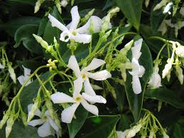 Star Jasmine | Trachelospermum jasminoides 2ltr