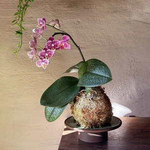 Indoor Collectables: Kokedama: Coco Orchid + Matcha Pedestal
