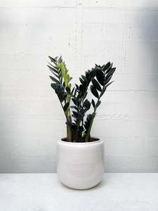 Indoor Collectables: Zamioculcas zamiifolia - Raven ZZ