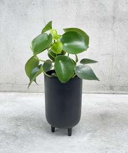 Peperomia polybotrya ‘raindrop’