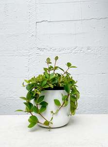 Peperomia 'Rocca Verde'