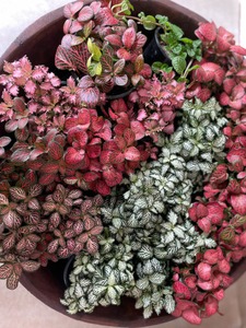 Indoor Collectables: Fittonia - Nerve or Mosaic Plant