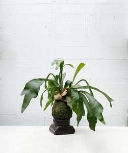 Platycerium Netherlands - Staghorn