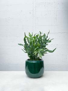 Indoor Collectables: Phlebodium aureum 'blue star'