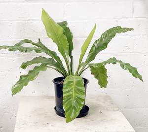 Indoor Collectables: Asplenium nidus (Birdsnest Fern)