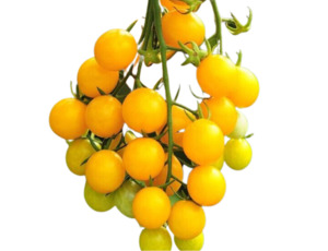 Edibles: Lemon Drop - Cherry Tomato (10 seeds)