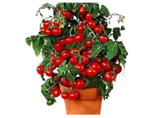 Window Box Tomato (10 seeds)