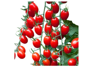 Italian Red Cherry Tomato (10 seeds)