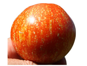 Edibles: Scabitha Tomato (10 seeds)