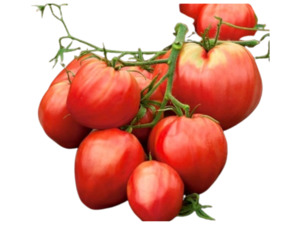 Cuor di Bue Tomato (10 seeds)