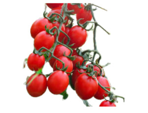 Principe Borghese Tomato (10 seeds)