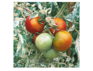 Variegated Tomato (10 seeds)