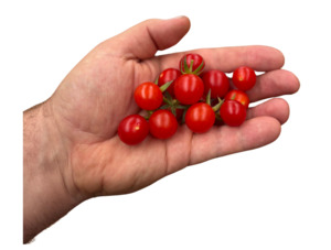 Matt's Wild Cherry Tomato (10 seeds)