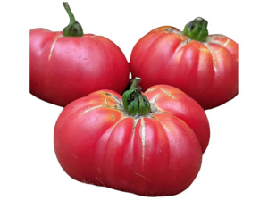 Large Mennonite Pink Tomato (10 seeds)