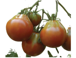 Japanese Black Trifele Tomato (10 seeds)