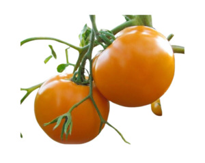 Hurma Ukraine Tomato (10 seeds)
