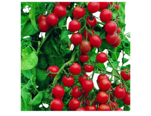 Gardener’s Delight Cherry Tomato (10 seeds)