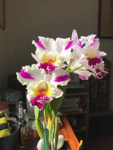 Cattleya Qing Ming Angel