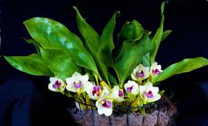 Orchids: Bifrenaria harrisoniae
