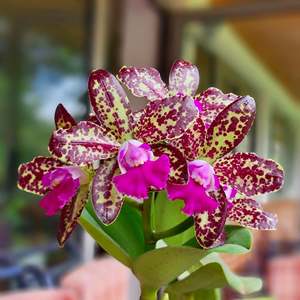 Rhyncholaeliocattleya (Cattleya) Yuan Dung Python (MC)