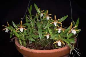 Orchids: Encyclia (Dinema) polybulbon