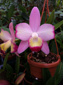 Orchids: Cattleya (Sophrocattleya) Cherry Bee ‘Happy Field’