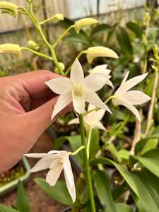 Dendrobium White Grace 'Sato' BM/JOGA