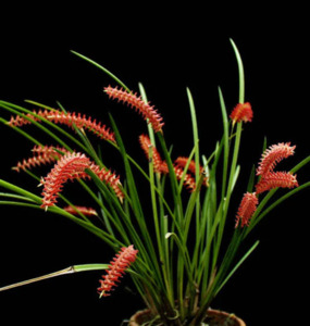 Dendrochilum wenzelii Red