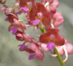Orchids: Vanda Bangkok Sunset x Wilas