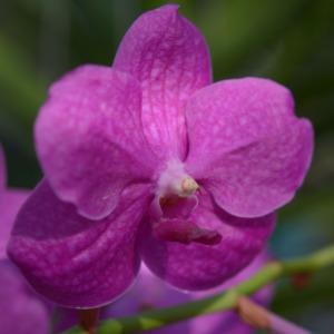 Orchids: Vanda Kutsura Pink