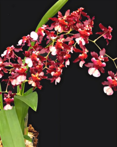 Orchids: Oncidium Jairak Fragrance 'Ruby Doll' (Fragrant)