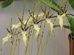 Brassia Rex 'M'