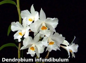 Dendrobium infundibulum
