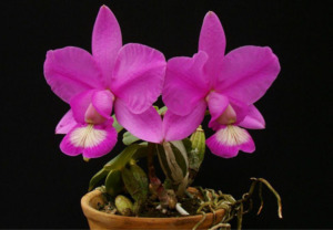 Orchids: Cattleya nobilior
