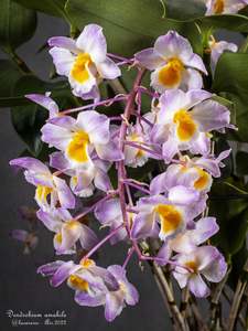 Dendrobium amabile