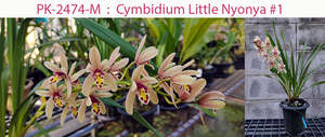 Orchids: Cymbidium Little Nyonya #1