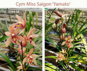 Orchids: Cymbidium Miss Saigon 'Yamato''