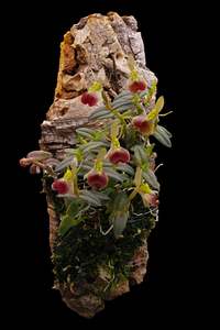 Orchids: Epidendrum porpax