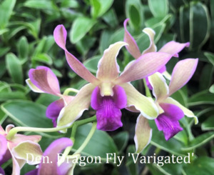 Dendrobium 'Dragon Fly' Variegated