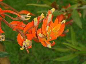 Orchids: Eria ornata