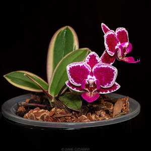 Orchids: Phalaenopsis Chia E Yenlin 'Variegata'