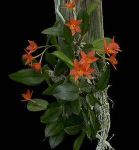 Cattleya (Sophronitis) cernua