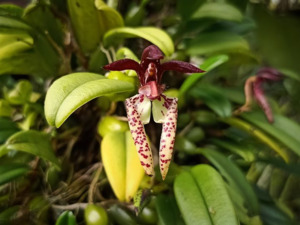 Orchids: Bulbophyllum lasiochilum