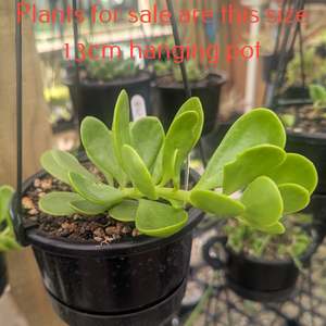 Senecio Jacobsenii | Trailing Jade