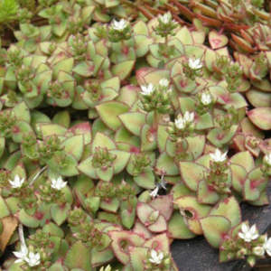 Crassula Pellucida subsp. Marginalis F. Rubra