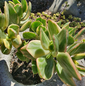 Succulents Cacti: Crassula Ovata Tricolor | Variegated Jade Plant