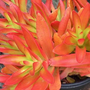 Succulents Cacti: Crassula Capitella Campfire